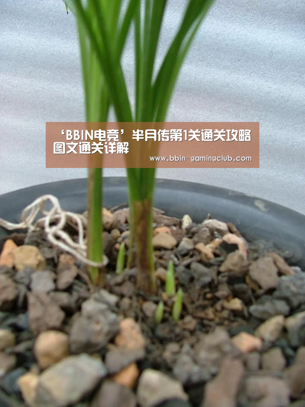 BBIN足球